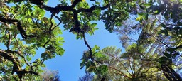 Polyscias repanda - Bois de papaye - ARALIACEAE - Endémique Réunion - 114936