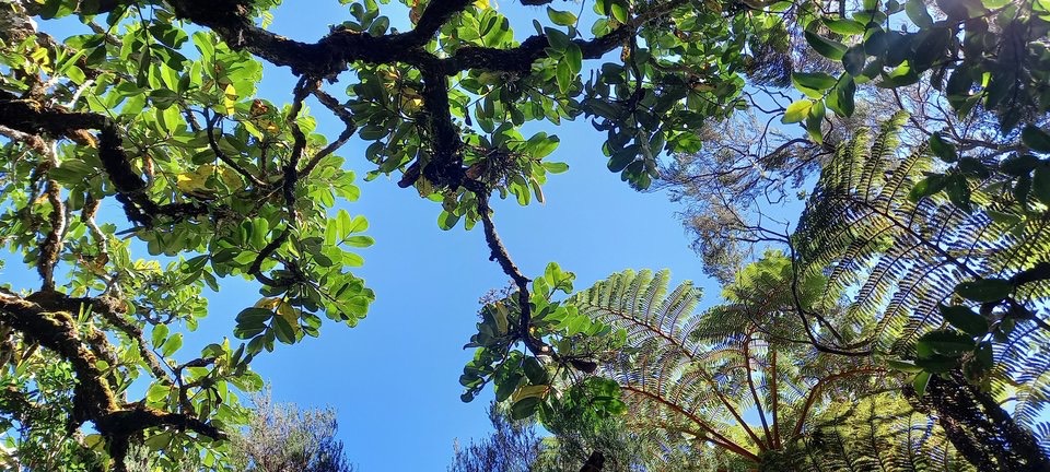 Polyscias repanda - Bois de papaye - ARALIACEAE - Endémique Réunion - 114936