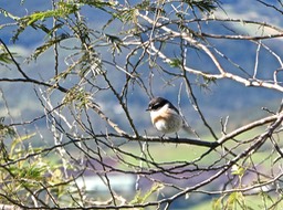 Saxicola tectes.tec tec .tarier de la Réunion. muscicapidae.  endémique Réunion.P1015175