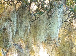 Usnea barbata.usnée barbue .barbe de Jupiter. ( lichen ).parmeliaceae. P1015144