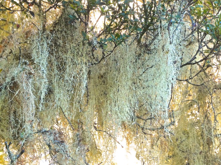 Usnea barbata.usnée barbue .barbe de Jupiter. ( lichen ).parmeliaceae. P1015144
