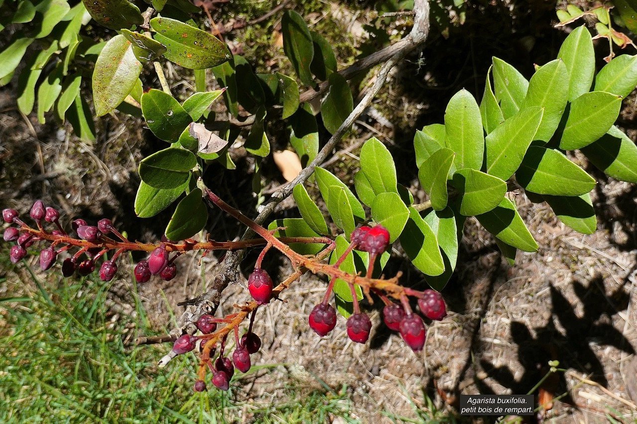Agarista buxifolia.petit bois de rempart.ericaceae.endémique Madagascar Mascareignes..jpeg