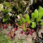 Agarista buxifolia.petit bois de rempart.ericaceae.endémique Madagascar Mascareignes..jpeg