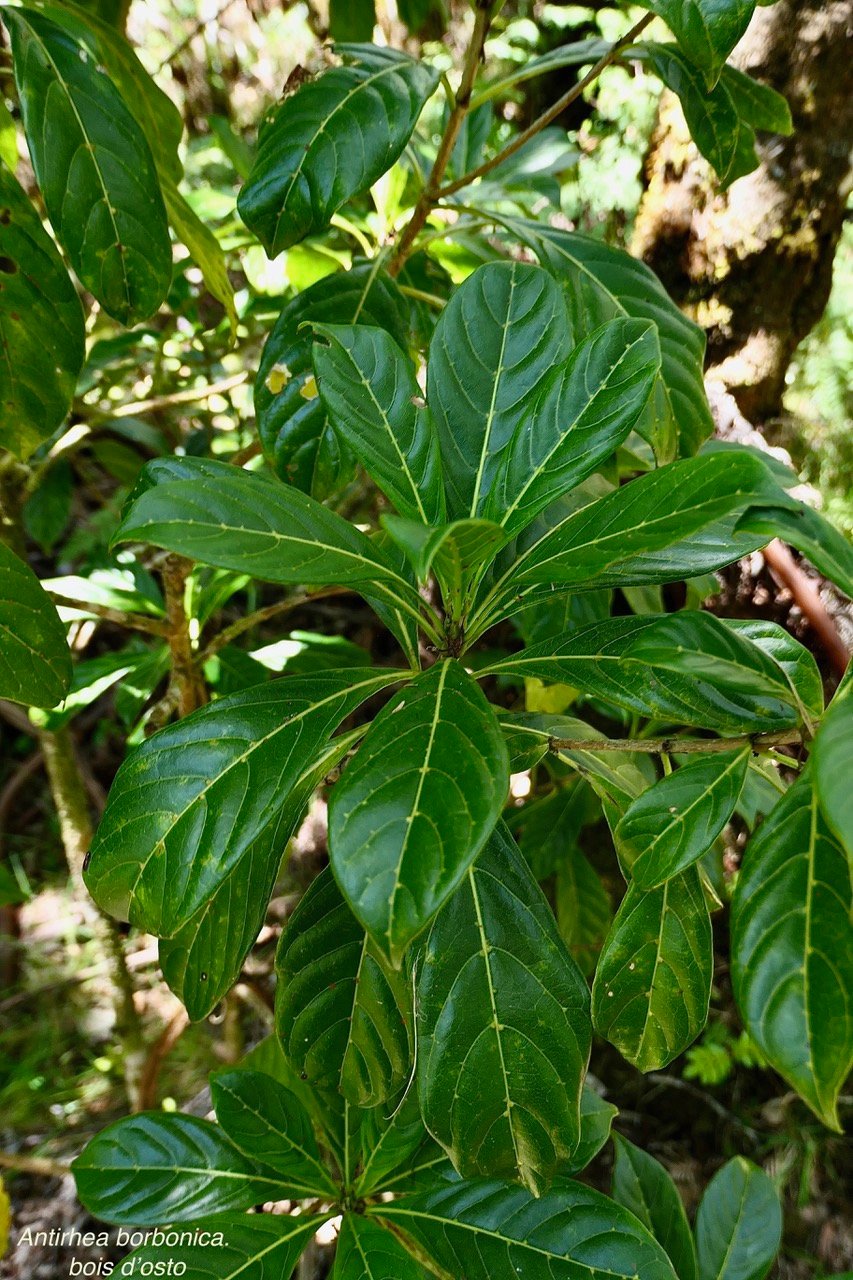 Antirhea borbonica. bois d&rsquo;osto .rubiaceae.endémique Réunion Maurice Madagascar.jpeg