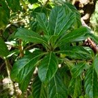 Antirhea borbonica. bois d&rsquo;osto .rubiaceae.endémique Réunion Maurice Madagascar.jpeg