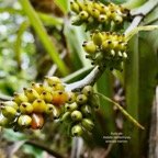 Astelia hemichrysa.ananas marron.( fruits ) asteliaceae.endémique Réunion Maurice.jpeg