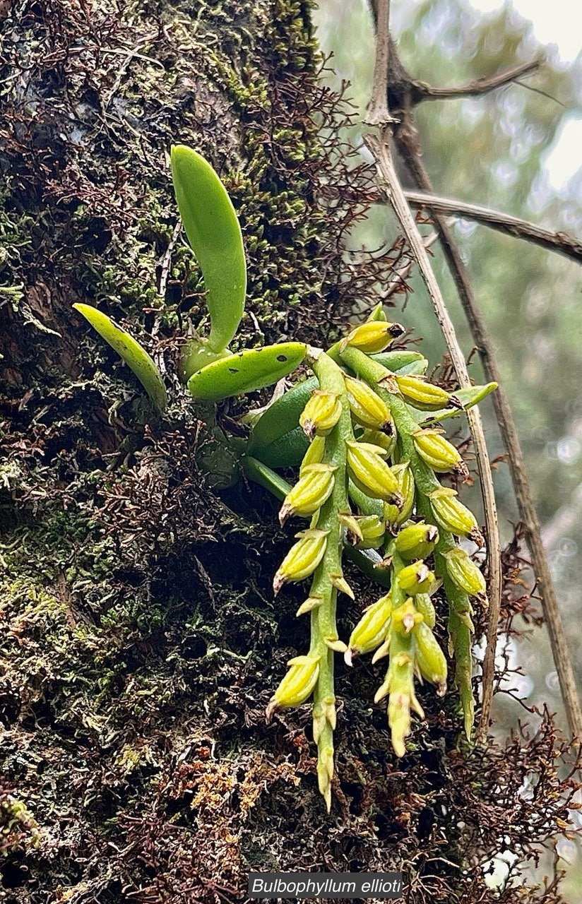 Bulbophyllum elliotii .(Bulbophyllum sambiranense) orchidaceae.endémique Madagasca Mascareignes..jpeg