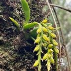 Bulbophyllum elliotii .(Bulbophyllum sambiranense) orchidaceae.endémique Madagasca Mascareignes..jpeg