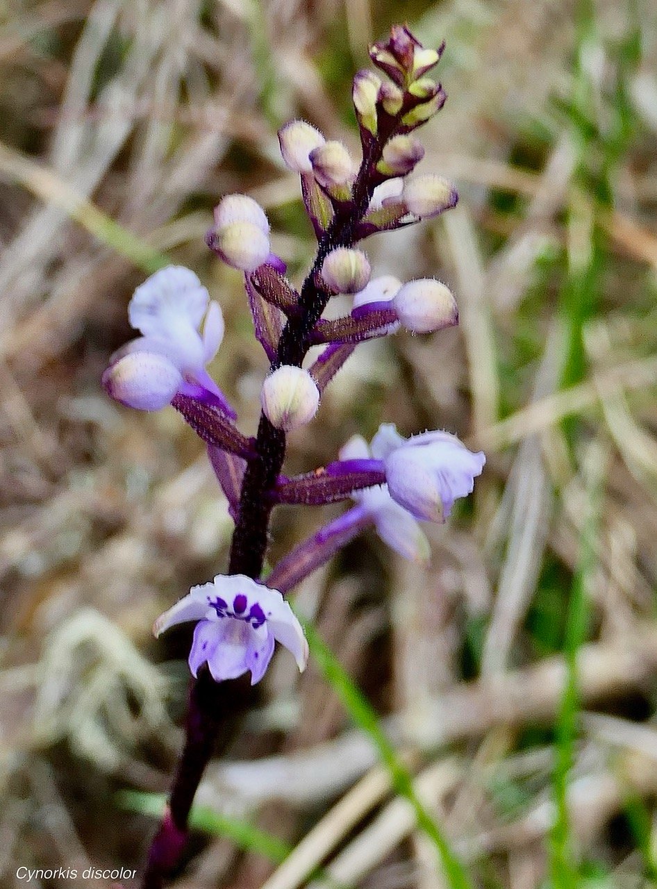 Cynorkis discolor (Frapp.) Schltr.orchidaceae.endémique Réunion. (1).jpeg