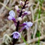 Cynorkis discolor (Frapp.) Schltr.orchidaceae.endémique Réunion. (1).jpeg