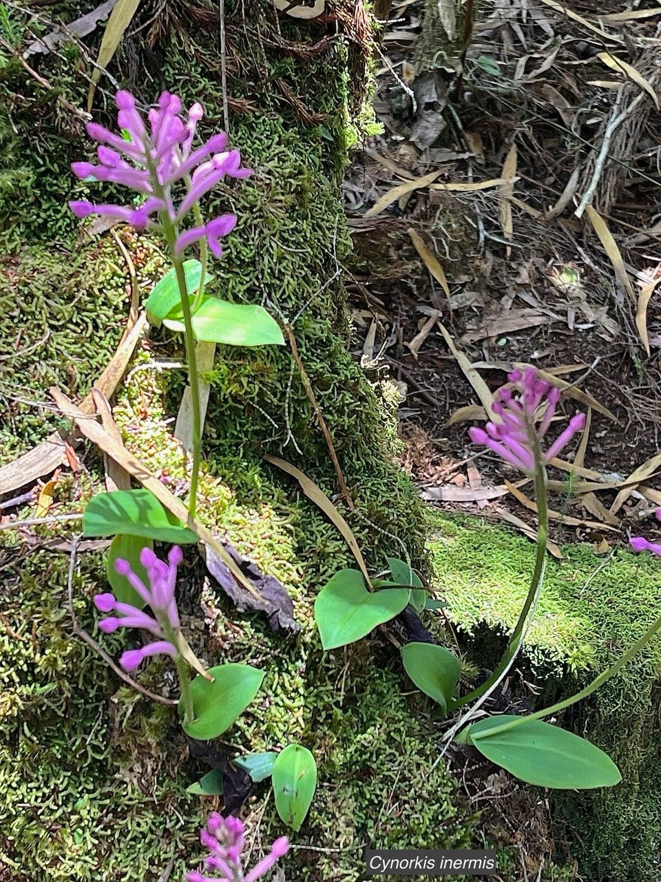 Cynorkis inermis. ( Arnottia mauritiana) . orchidaceae;endémique Réunion Maurice. (1).jpeg