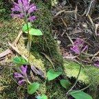 Cynorkis inermis. ( Arnottia mauritiana) . orchidaceae;endémique Réunion Maurice. (1).jpeg
