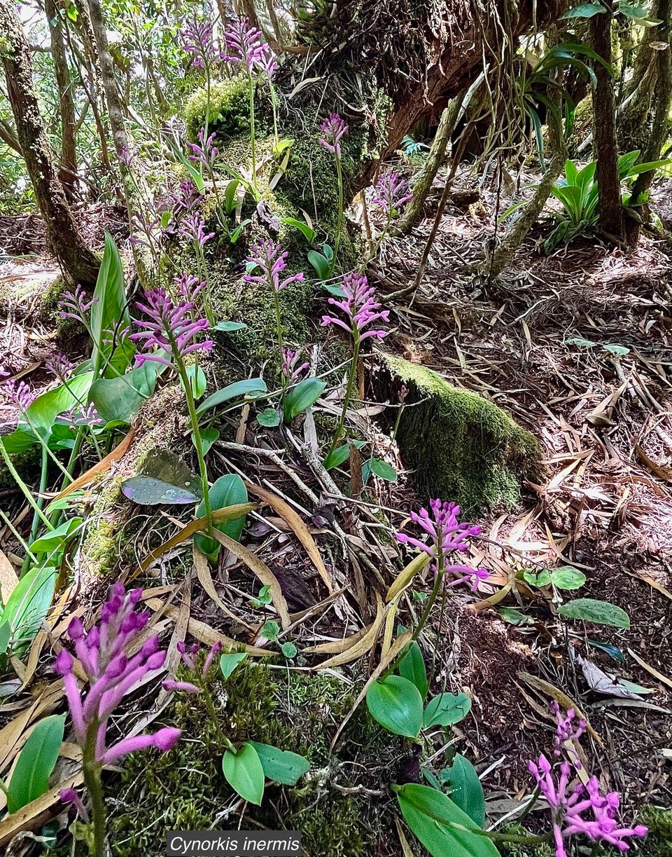 Cynorkis inermis. ( Arnottia mauritiana) . orchidaceae;endémique Réunion Maurice. (2).jpeg