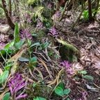 Cynorkis inermis. ( Arnottia mauritiana) . orchidaceae;endémique Réunion Maurice. (2).jpeg
