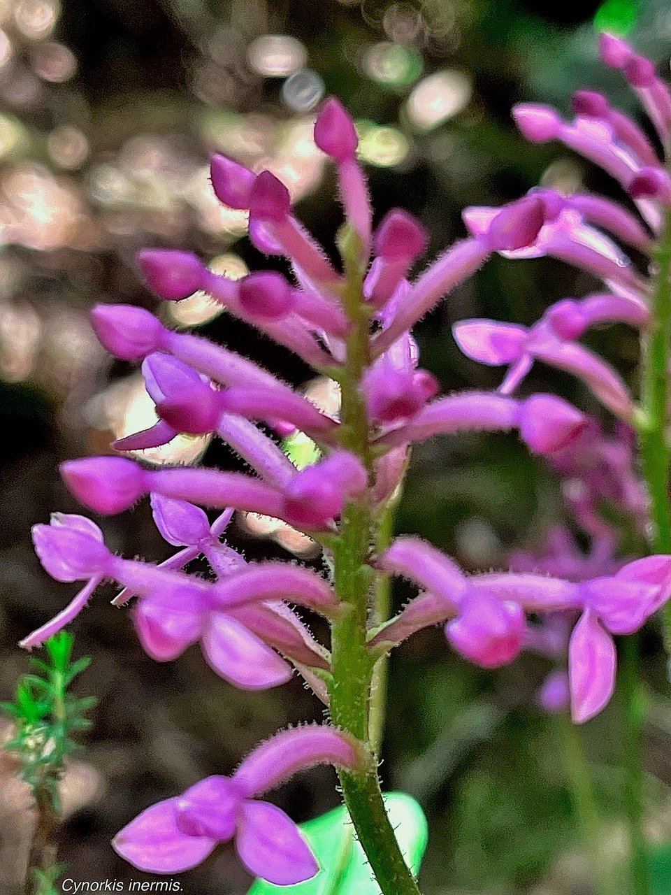Cynorkis inermis. ( Arnottia mauritiana) . orchidaceae;endémique Réunion Maurice..jpeg