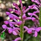 Cynorkis inermis. ( Arnottia mauritiana) . orchidaceae;endémique Réunion Maurice..jpeg