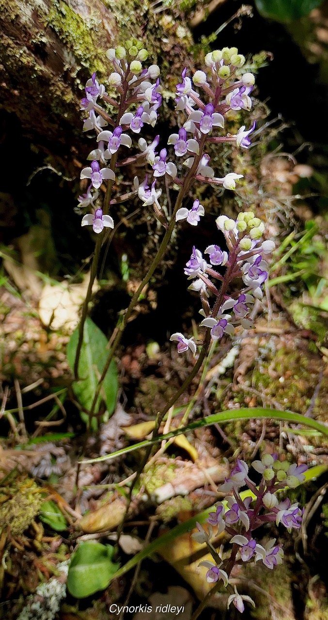 Cynorkis ridleyi T. Durand et Schinz.orchidaceae.endémique Madagascar Comores et Mascareignes.devenu Cynorkis squamosa dans la nouvelle flore des Mascareignes.jpeg