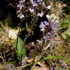 Cynorkis ridleyi T. Durand et Schinz.orchidaceae.endémique Madagascar Comores et Mascareignes.devenu Cynorkis squamosa dans la nouvelle flore des Mascareignes.jpeg