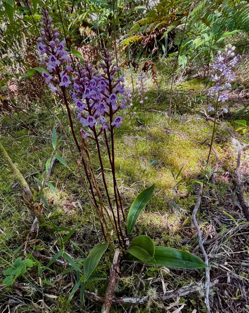 Cynorkis squamosa.(Cynorkis calcarata dans nouvelle flore des Mascareignes )orchidaceae.endémique Réunion Maurice..jpeg