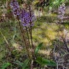 Cynorkis squamosa.(Cynorkis calcarata dans nouvelle flore des Mascareignes )orchidaceae.endémique Réunion Maurice..jpeg