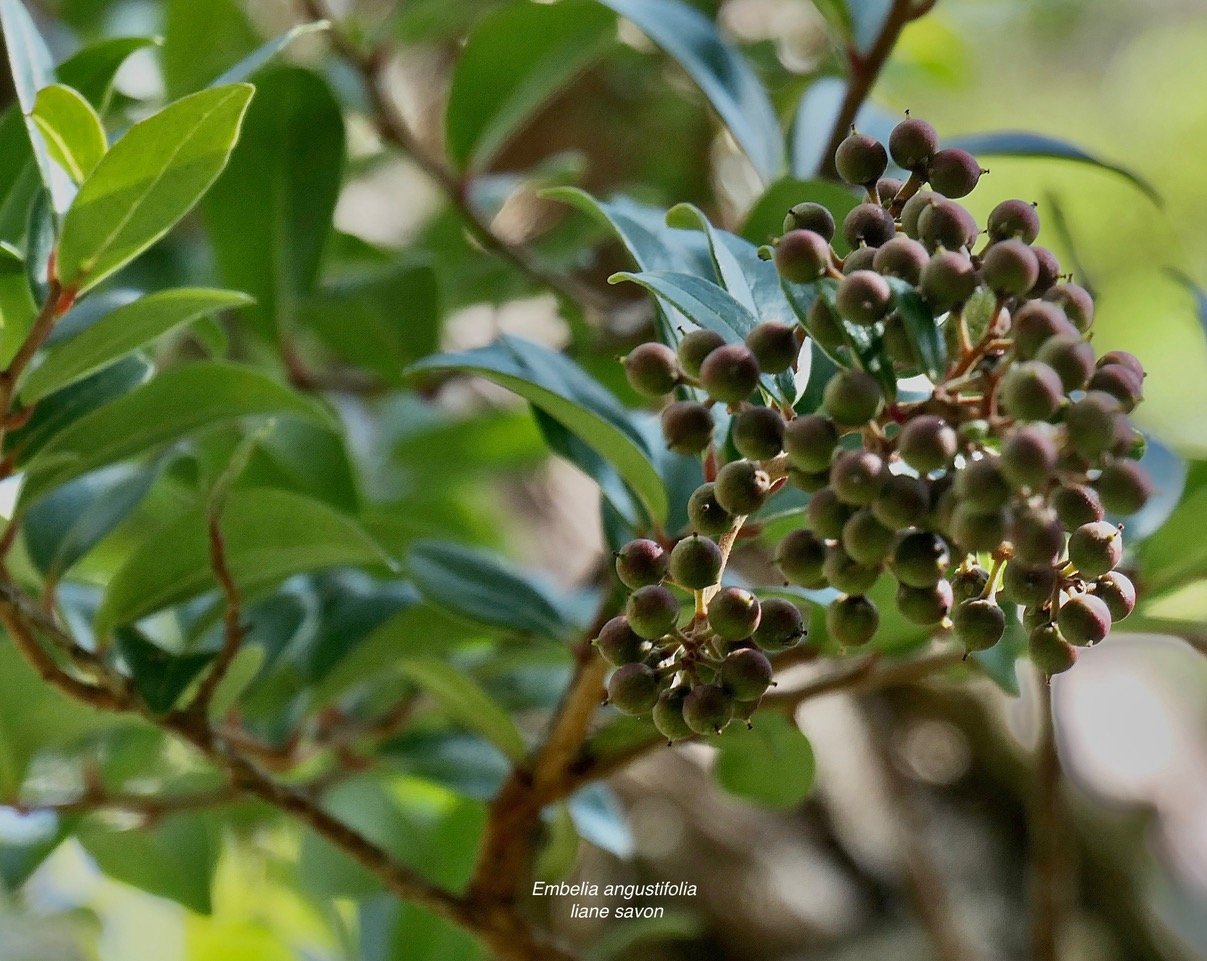 Embelia angustifolia  liane savon( avec fruits) .primulaceae.endémique Réunion Maurice..jpeg