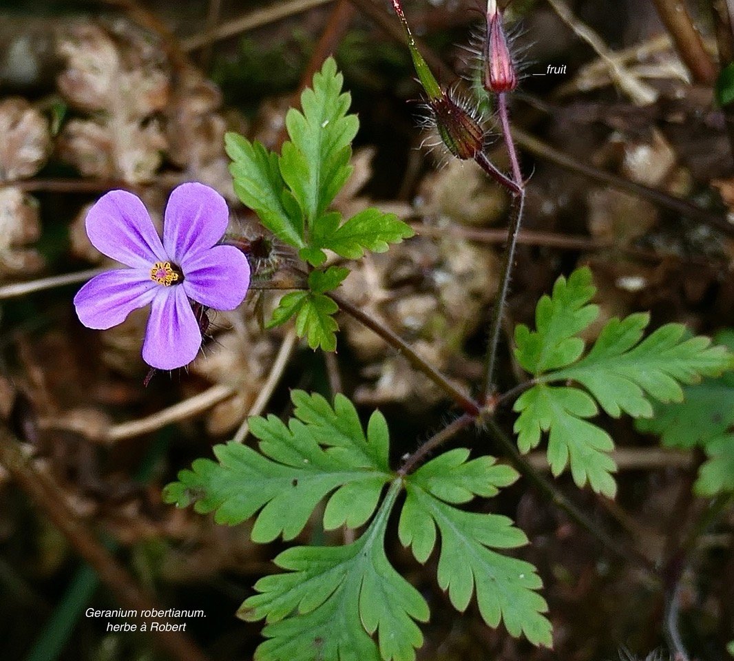Geranium robertianum.herbe à Robert.g( avec fleur et fruits ) eraniaceae.espèce envahissante.jpeg