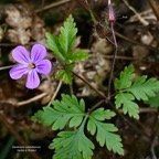 Geranium robertianum.herbe à Robert.g( avec fleur et fruits ) eraniaceae.espèce envahissante.jpeg