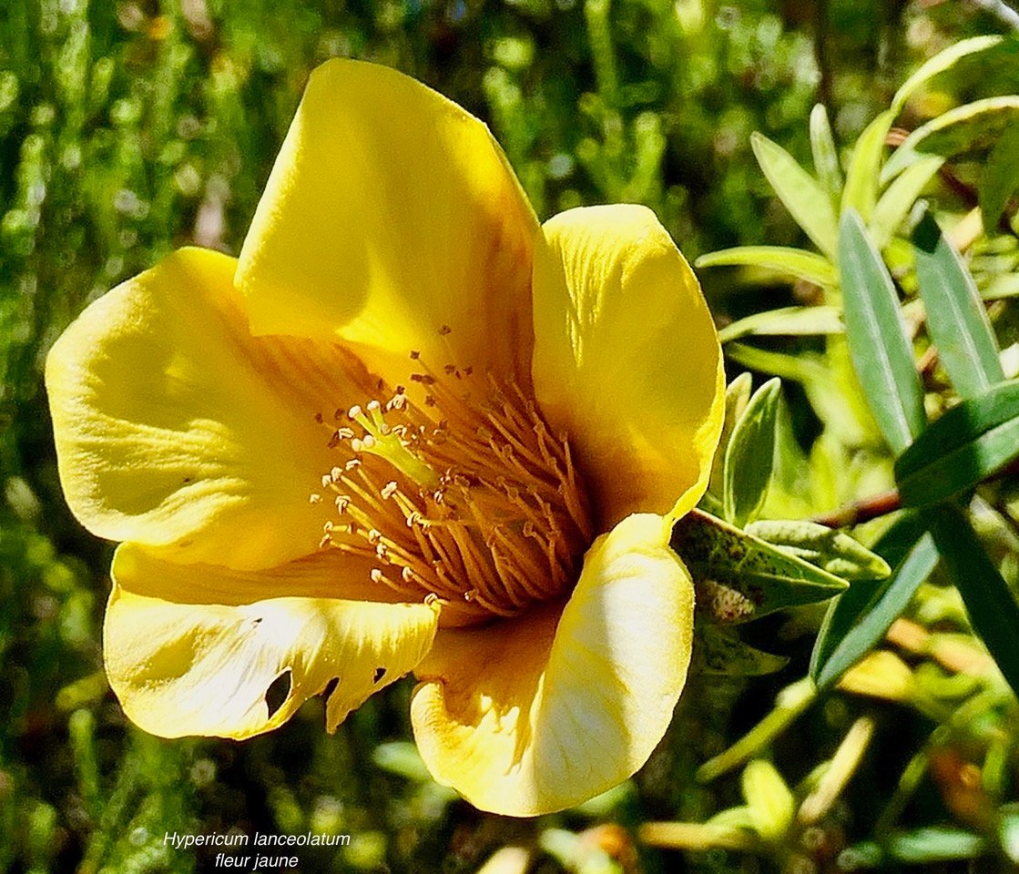 Hypericum lanceolatum subsp lanceolatum.fleur jaune des bas.hypericaceae.indigène Mascareignes. (1).jpeg