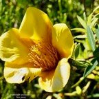 Hypericum lanceolatum subsp lanceolatum.fleur jaune des bas.hypericaceae.indigène Mascareignes. (1).jpeg