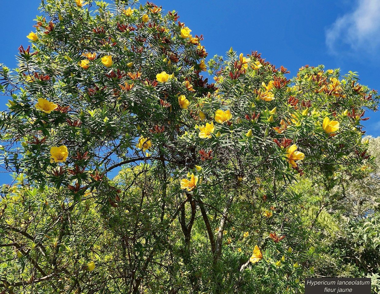 Hypericum lanceolatum subsp lanceolatum.fleur jaune des bas.hypericaceae.indigène Mascareignes..jpeg