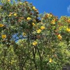 Hypericum lanceolatum subsp lanceolatum.fleur jaune des bas.hypericaceae.indigène Mascareignes..jpeg