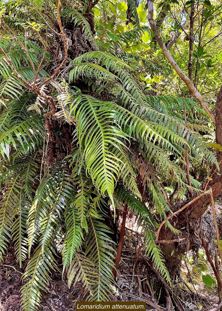 Lomaridium attenuatum.(Blechnum attenuatum )blechnaceae.indigène Réunion..jpeg