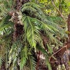Lomaridium attenuatum.(Blechnum attenuatum )blechnaceae.indigène Réunion..jpeg