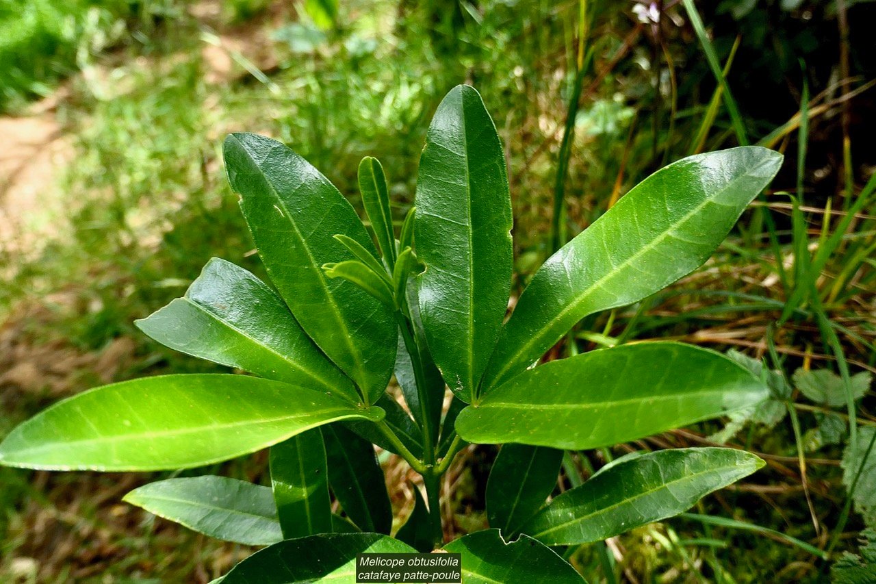 Melicope obtusifolia.gros patte poule.rutaceae. endémique Réunion Maurice..jpeg