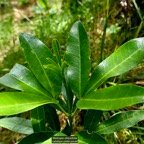 Melicope obtusifolia.gros patte poule.rutaceae. endémique Réunion Maurice..jpeg