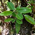 Nuxia verticillata.bois maigre.( jeune plant ) stilbaceae.endémique Réunion Maurice..jpeg