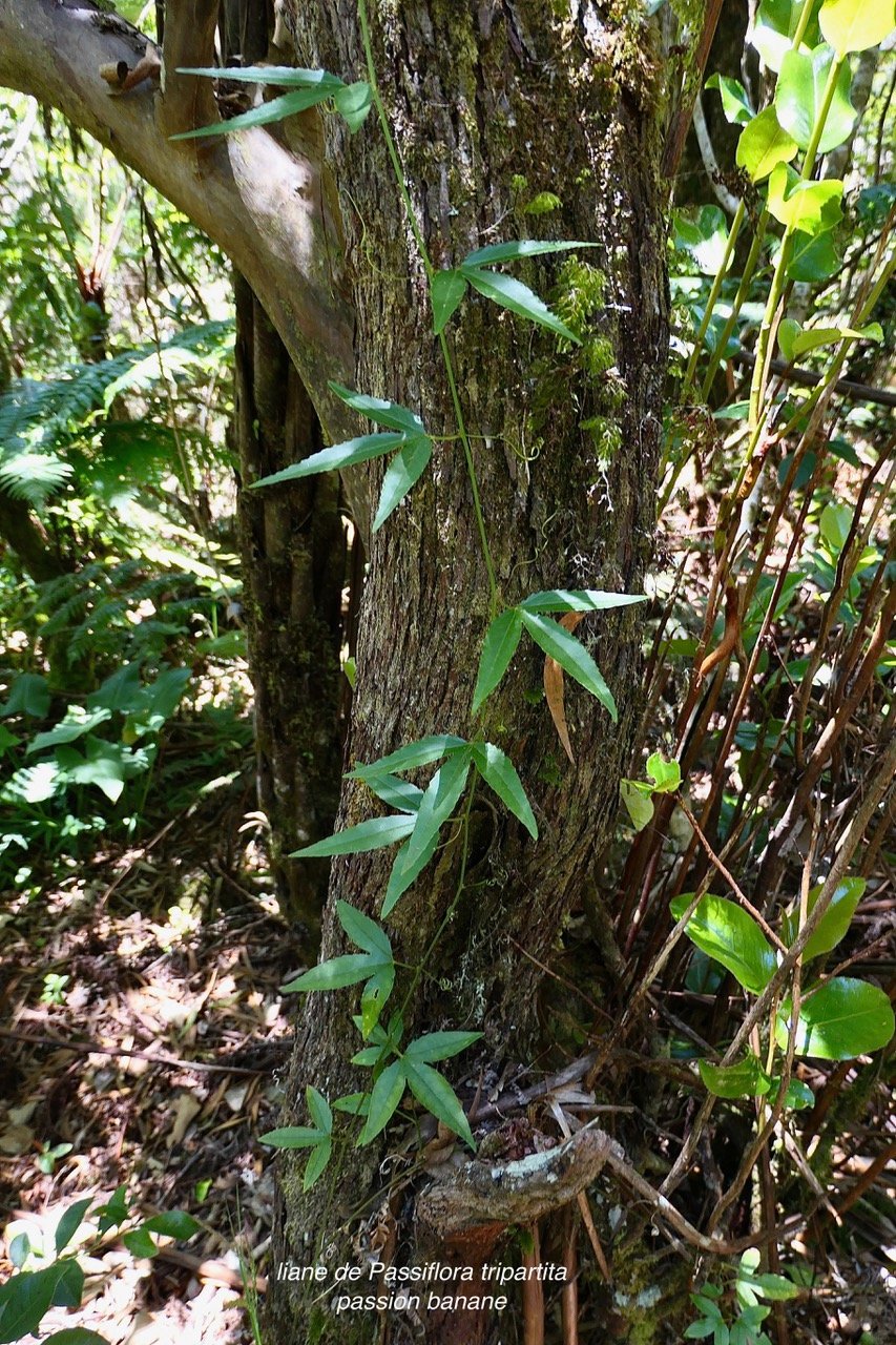 Passiflora tripartita (Juss.) Poir. var. mollissima.fruit de la passion banane.passifloraceae.cultivé.très envahissant.jpeg