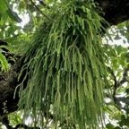 Phlegmariurus verticillatus. lycopodiaceae. indigène Réunion. (1).jpeg