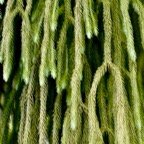 Phlegmariurus verticillatus. lycopodiaceae. indigène Réunion. (2).jpeg
