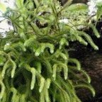 Phlegmariurus verticillatus. lycopodiaceae. indigène Réunion. (3).jpeg