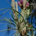 Pinus patula ( inflorescences mâles et inflorescences femelles ).pinaceae.espèce cultivée présente au Mexique..jpeg