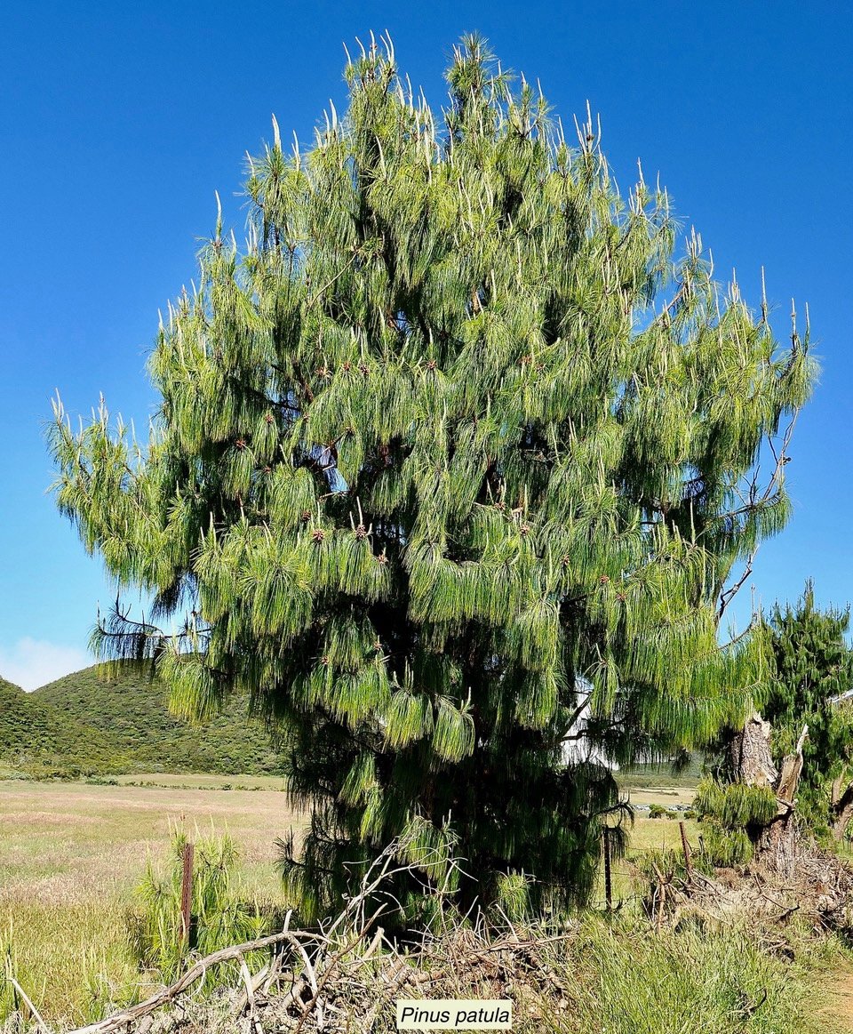 Pinus patula .pinaceae.espèce cultivée présente au Mexique..jpeg