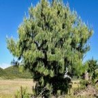 Pinus patula .pinaceae.espèce cultivée présente au Mexique..jpeg