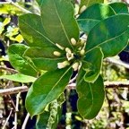 Pittosporum senacia.subsp reticulatum.bois de joli coeur des hauts.pittosporaceae.endémique Réunion..jpeg