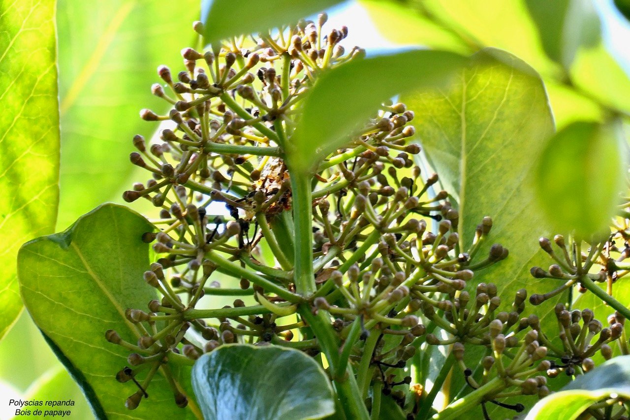 Polyscias repanda  Bois de papaye. ( inflorescences en boutons ) araliaceae.endémique Réunion..jpeg