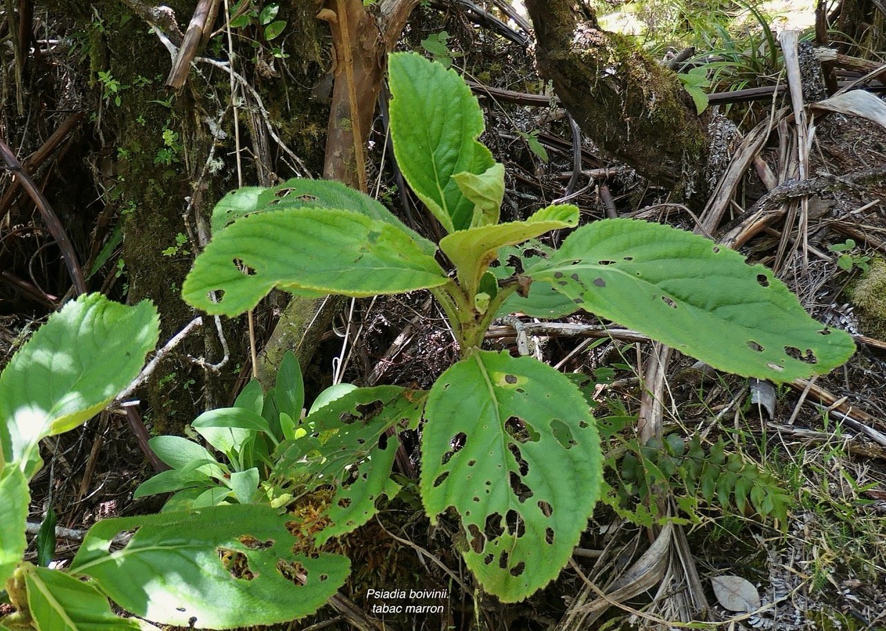 Psiadia boivinii.tabac marron.asteraceae. endémique Réunion.jpeg