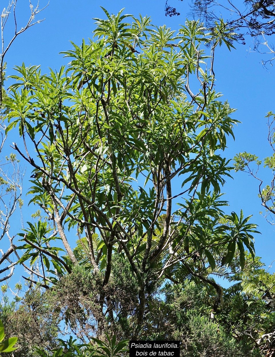 Psiadia laurifolia.bois de tabac.bois de chenilles .asteraceae.endémique Réunion. (1).jpeg