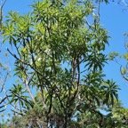 Psiadia laurifolia.bois de tabac.bois de chenilles .asteraceae.endémique Réunion. (1).jpeg