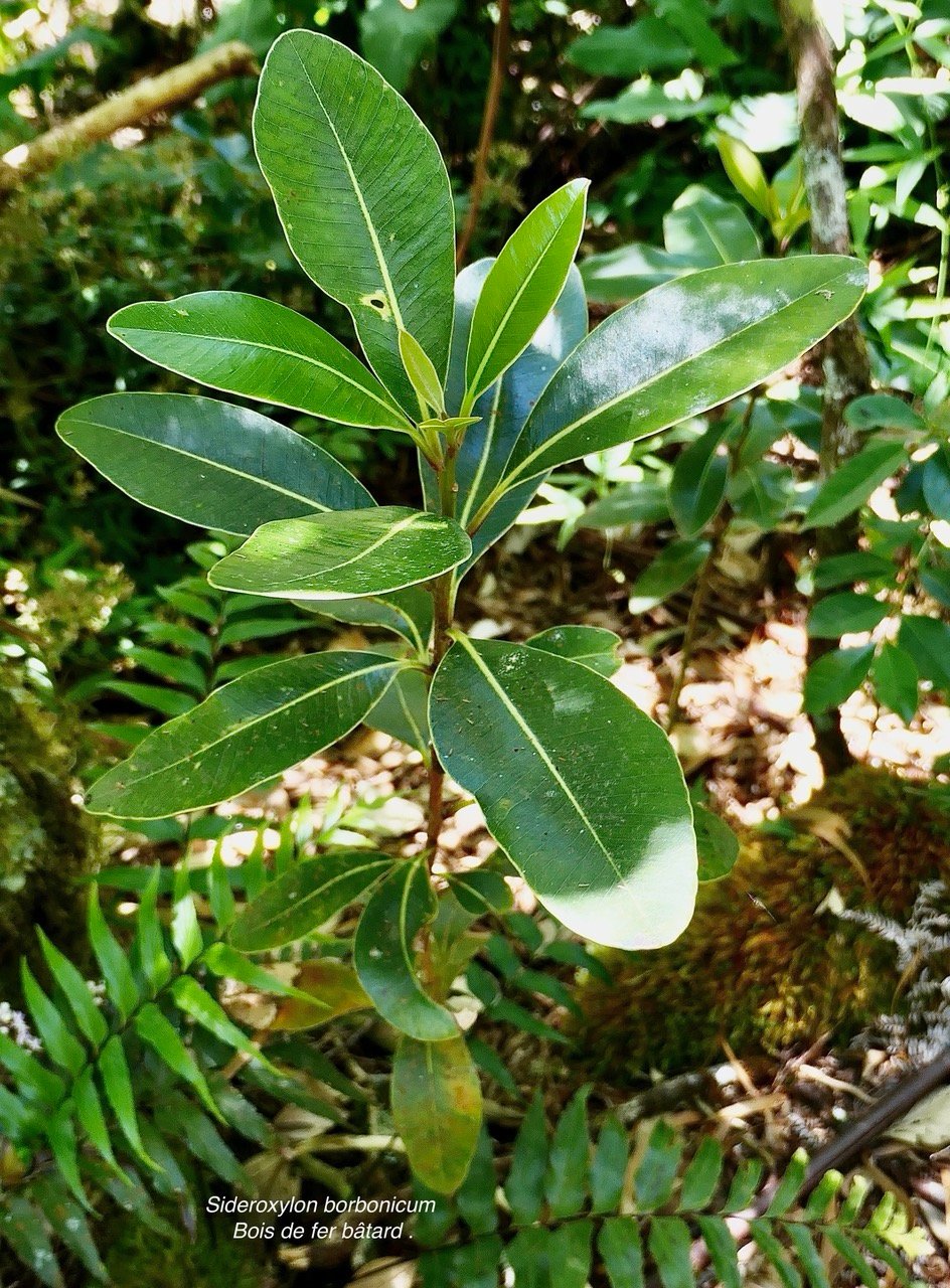 Sideroxylon borbonicum  Bois de fer bâtard .natte coudine .sapotaceae.endémique Réunion.jpeg