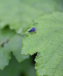 Cibdela janthina - "Mouche " bleue - ARGIDAE - exotique